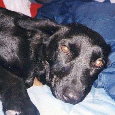 Mi negrita se llevó parte de mi corazón en su alma... la extraño mucho y la amo con todas mis fuerzas. Nos dió mucho amor, nos regaló su alegría inmensa ... sus locuras, sus colas contentas ... mi negra Akane, jamás te voy a olvidar y Dios sabe cuánto peleamos para que te quedaras un poquito más con nosotros ... pero Dios necesitaba una angelito de 4 patas negra... TE AMO NEGRA GORDA LINDA !!! Mi negrita se llevó parte de mi corazón en su alma... la extraño mucho y la amo con todas mis fuerzas. Nos dió mucho amor, nos regaló su alegría inmensa ... sus locuras, sus colas contentas ... mi negra Akane, jamás te voy a olvidar y Dios sabe cuánto peleamos para que te quedaras un poquito más con nosotros ... pero Dios necesitaba una angelito de 4 patas negra... TE AMO NEGRA GORDA LINDA !!!